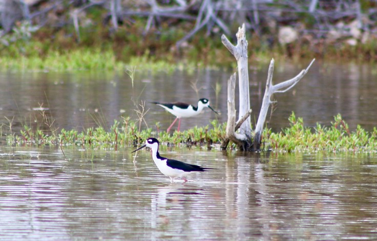 Log 19: Finding Rainbows and Farewell to the Bahamas, Part 2: The Preparations
